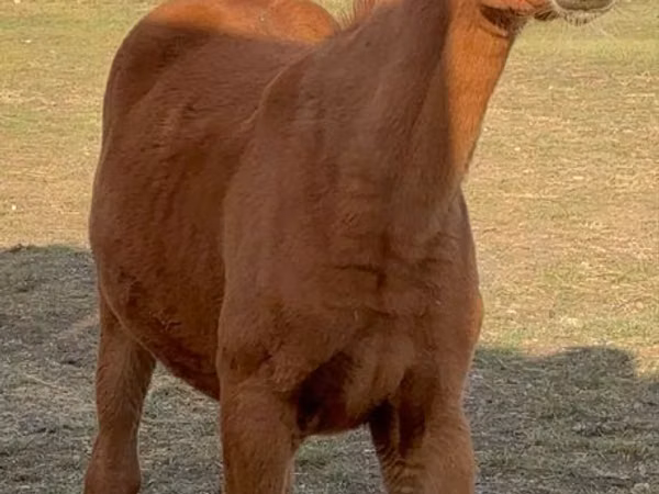 Horse (M), Arabian horse