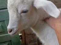 Capra, Saanen goat — foto 3