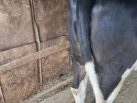 Cow, Holstein breed — photo 1