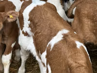 Rinder (Partie, Geschlecht nicht angegeben), Rinder — Foto 5