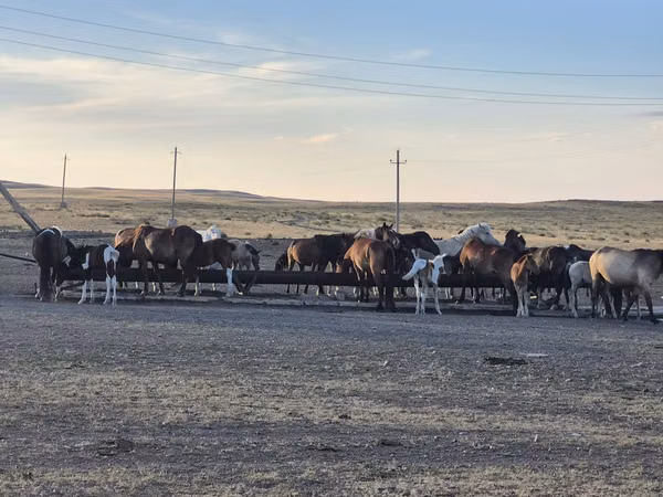 Horse (M), Horse breed — Kazakhstan