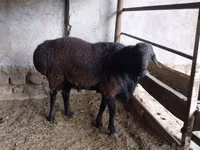 公羊, Sheep — 照片 3