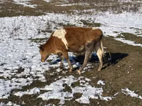 Krowa, Simmental cattle — zdjęcie 1