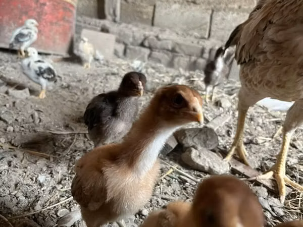 Chickens — Azerbaijan