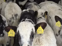 Гововмол (партия, ҷинс муайян нашудааст), Simmental cattle — акс 3