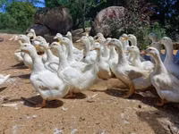 Pekin german — foto 1