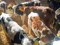 Cattle (batch, sex not specified), Simmental cattle — photo 5