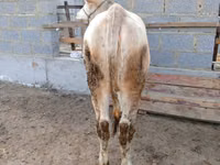 گاو ماده, Simmental cattle — عکس 4
