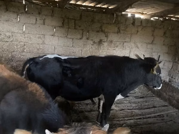Bull, Russian Black pied cattle — Kyrgyzstan