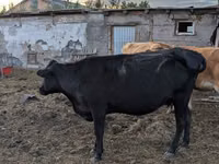 Αγελάδα, Καζακική λευκόκρανη αγελάδα — φωτογραφία 6