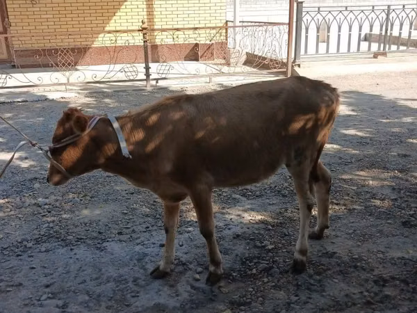 Krava, Skot — Uzbekistán