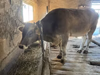 Ng'ombe jike, Ala-Tau breed — picha 2