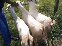 公山羊, Goats — 照片 2