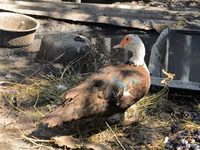 Muscovy domestica — foto 1