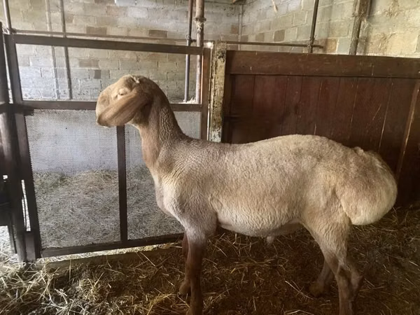Sheep, Sheep — Kyrgyzstan