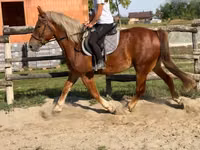 Kůň, Koně — foto 5
