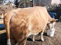 Kuh, Latvian Blue cattle — Foto 3