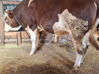 公牛, Simmental cattle — 照片 4