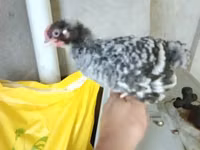 Chickens — photo 8