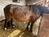 Kuda betina, Horse breed — foto 2