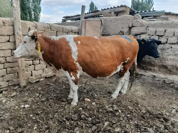 Cow, Simmental cattle — Kyrgyzstan