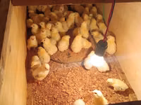Chickens — zdjęcie 1