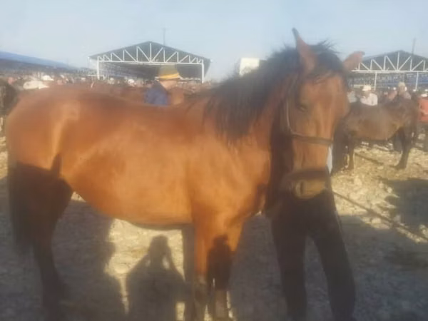 Mare, Horses — Kyrgyzstan