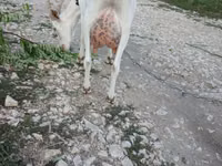 Kambing betina, Saanen goat — foto 2