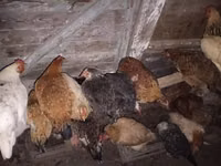 Chickens — photo 2
