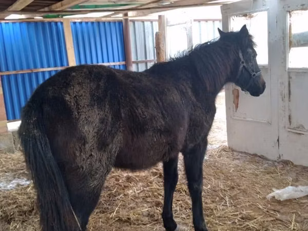 Horse (M), Kazakh horse — Kazakhstan