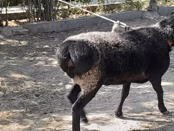 Ram, Sheep — Uzbekistan