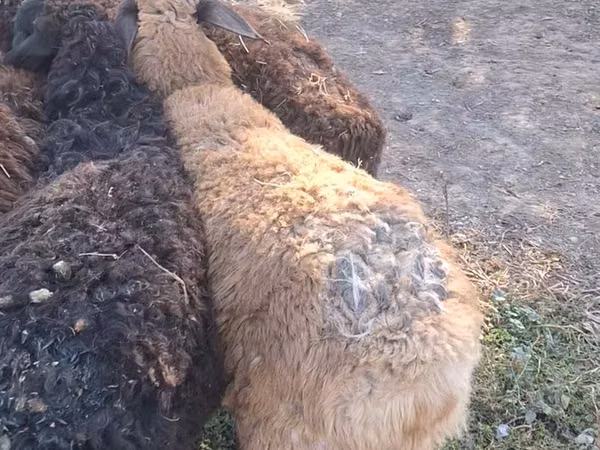 암양, 양
