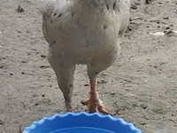 Chickens — foto 5