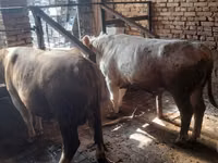 सांड, Simmental cattle — फ़ोटो 7