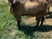 Billy Goat, Goats — photo 1