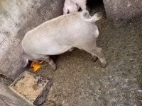 ወንድ አሣማ, Pigs — ፎቶ 2