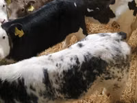 Үхэр (бүлэг, хүйс заагаагүй), Russian Black pied cattle — 5 зураг