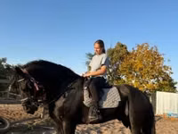 اسب نر, Friesian — عکس 2