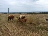 Bou, Bovine — foto 3