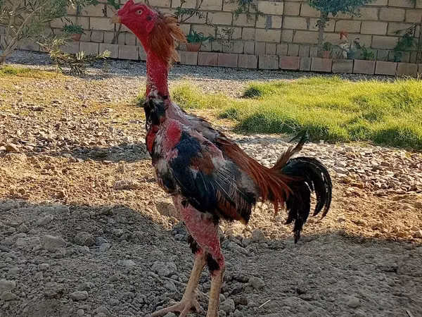 Chickens — Azerbaijan
