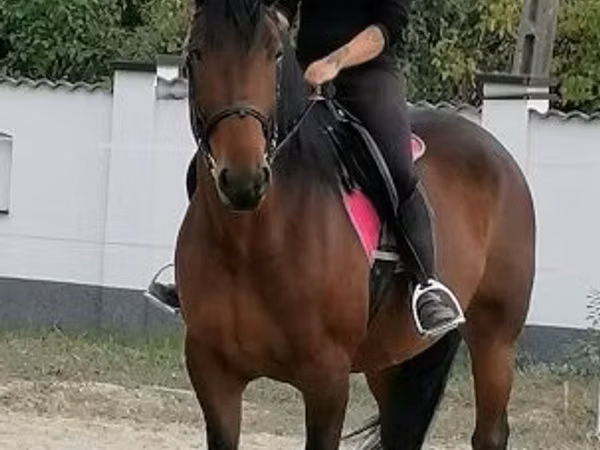 Mare, Hungarian horse breed