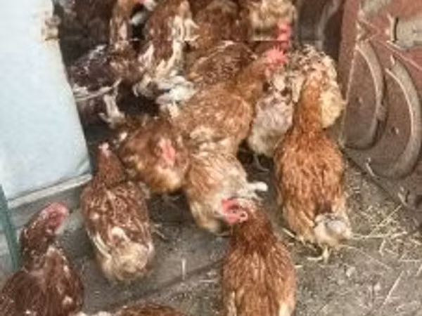 Chickens — Ungaria