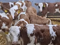 گاو و گوساله (گروه، جنسیت مشخص نشده), Simmental cattle — عکس 2