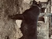 Bull, Aberdeen-Angus — photo 4