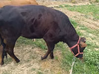 ላም, Cattle — ፎቶ 1