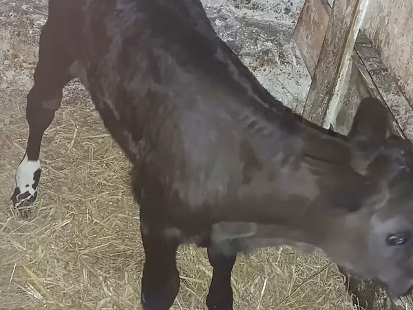 Cattle (batch, sex not specified), Limousin cow — Poland