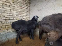 Baran, Hissar sheep — zdjęcie 2