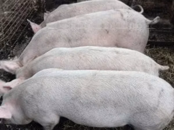 Boar,  — Hungary