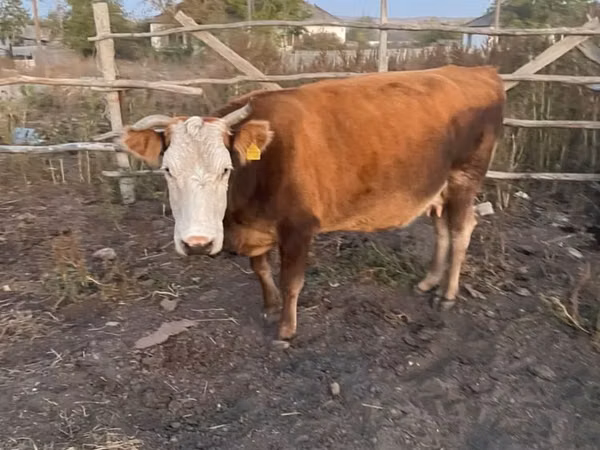Cow, Simmental cattle — Kazakhstan