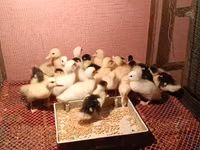 Ducks — foto 2